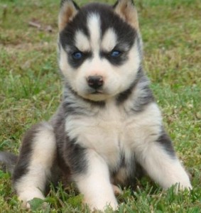 Siberian Husky for Sale