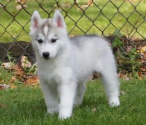 Purebred Siberian Husky