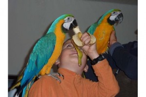 Talkative Macaw Parrot With Large Cage