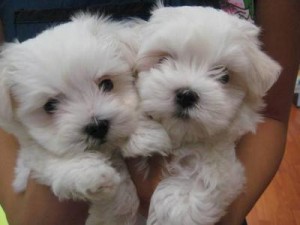 Gorgeous teacup maltese puppies for good homes.