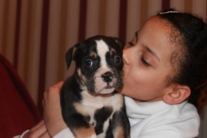 Olde English Bulldogge Puppies