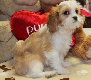 Cavalier King puppies