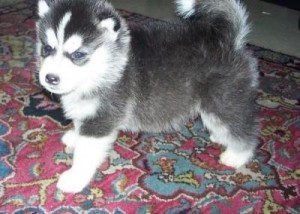 Siberian Husky Puppies