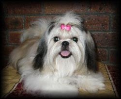 Gorgeous Shih Tzu Pups