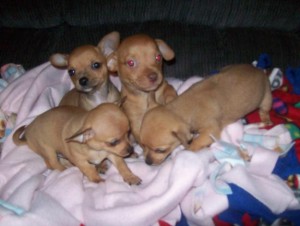 Chihuahua Puppies for Sale