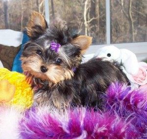 Quality Teacup Yorkie Puppies Available