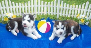 Husky Puppies for Adoption