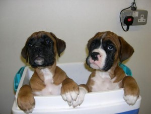 AKC Boxer Puppies For Adoption