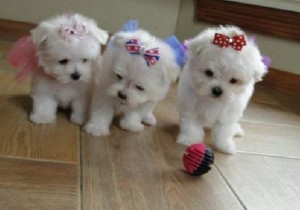 Well Trained Pair of Maltese Puppies