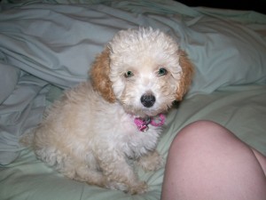 Poodle Puppy