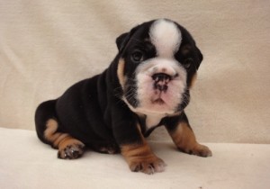 English Bulldog Puppies Available for Adoption