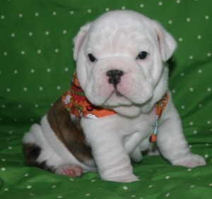 Stunning English Bulldog