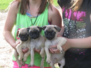 Registered Pug Pups