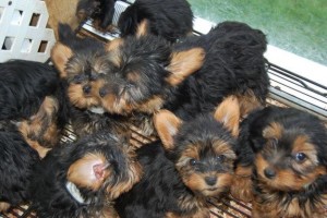 Yorkie Puppy