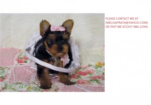 T-Cup Yorkie puppies now available