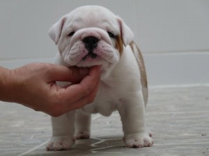 TALENTED ENGLISH BULLDOG PUPPIES