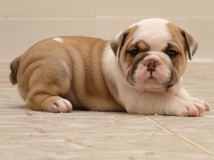 Energetic English Bulldogs Puppies