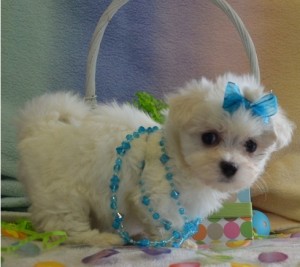 Maltese Puppies for Sale