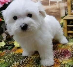 Snow White Maltese Puppies