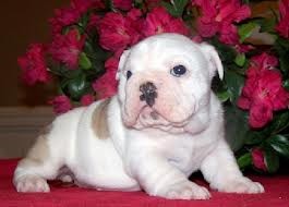 English Bulldog Puppy