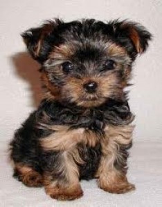 Healthy Teacup Yorkie Puppies