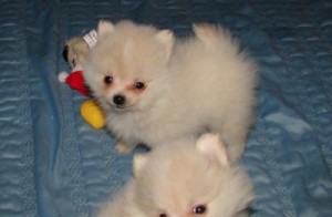 Well Trained Pair of Pomeranian