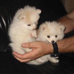 Amazing Pomeranian Puppies