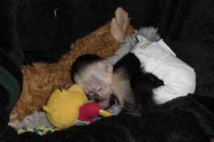 Capuchin Monkey