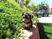 Sweet Yorkie Puppies