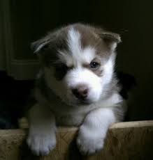 Beautiful Siberian Husky Puppies