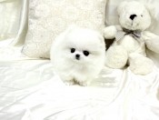 Cute Pom Puppies Available