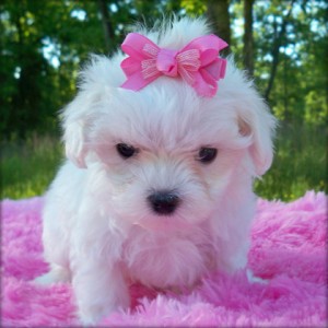 Maltese Puppies for Adoption