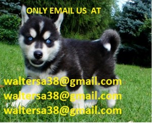 Purebred Siberian Husky Puppies