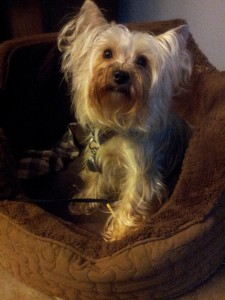 Female Yorkie AKC registered