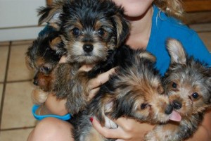 A.K.C Registered Yorkie Puppies