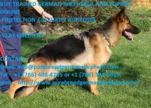 German Shephard for Sale