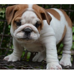 English Bulldog Puppies