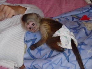 Sensitive and Playful Capuchin Monkey