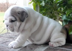 English Bulldog Puppies For Adoption