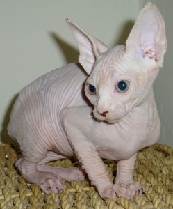 Blue Eyed Canadian Sphynx Kittens