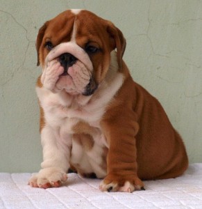 English Bulldog Puppies