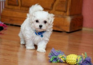 Maltese Pups