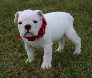 Home Raised English Bulldogs