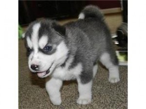 Siberian Huskey Puppies For Sale