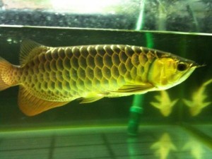 BEST QAULITY SUPER RED AROWANA FISHES FOR SALE