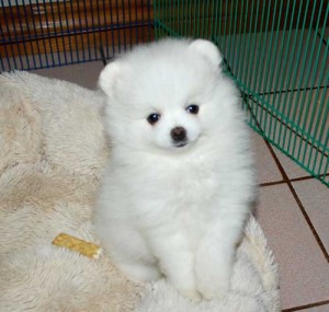 Tiny &amp; Toy size Pomeranian puppies