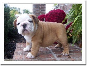 Gorgeous English Bulldog Puppy for Pet-Loving Family