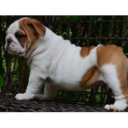 Bulldog Puppy for Adoption