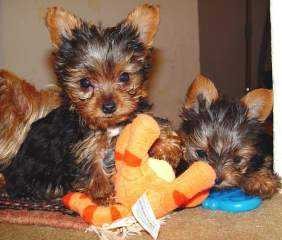 YORKIE PUPPIES NOW AVAILABLE