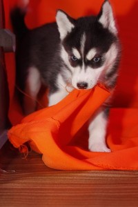 LOVELY SIBERIAN HUSKY PUPPIES